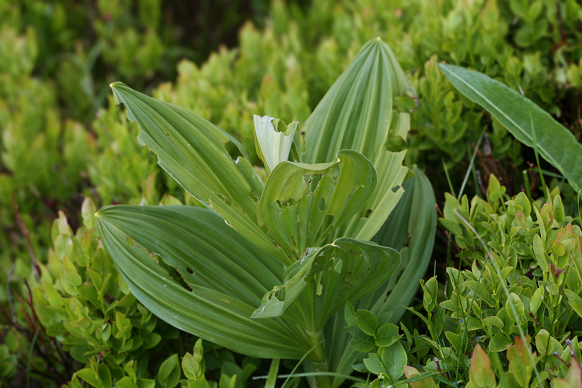 Изображение особи Veratrum lobelianum.