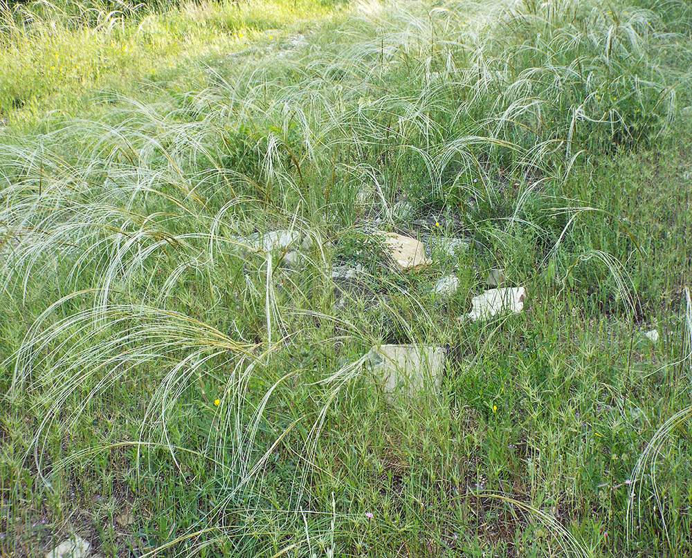 Image of Stipa pulcherrima specimen.