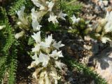 Oxytropis muricata