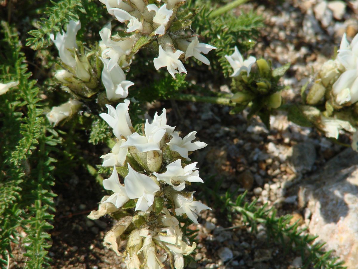 Изображение особи Oxytropis muricata.