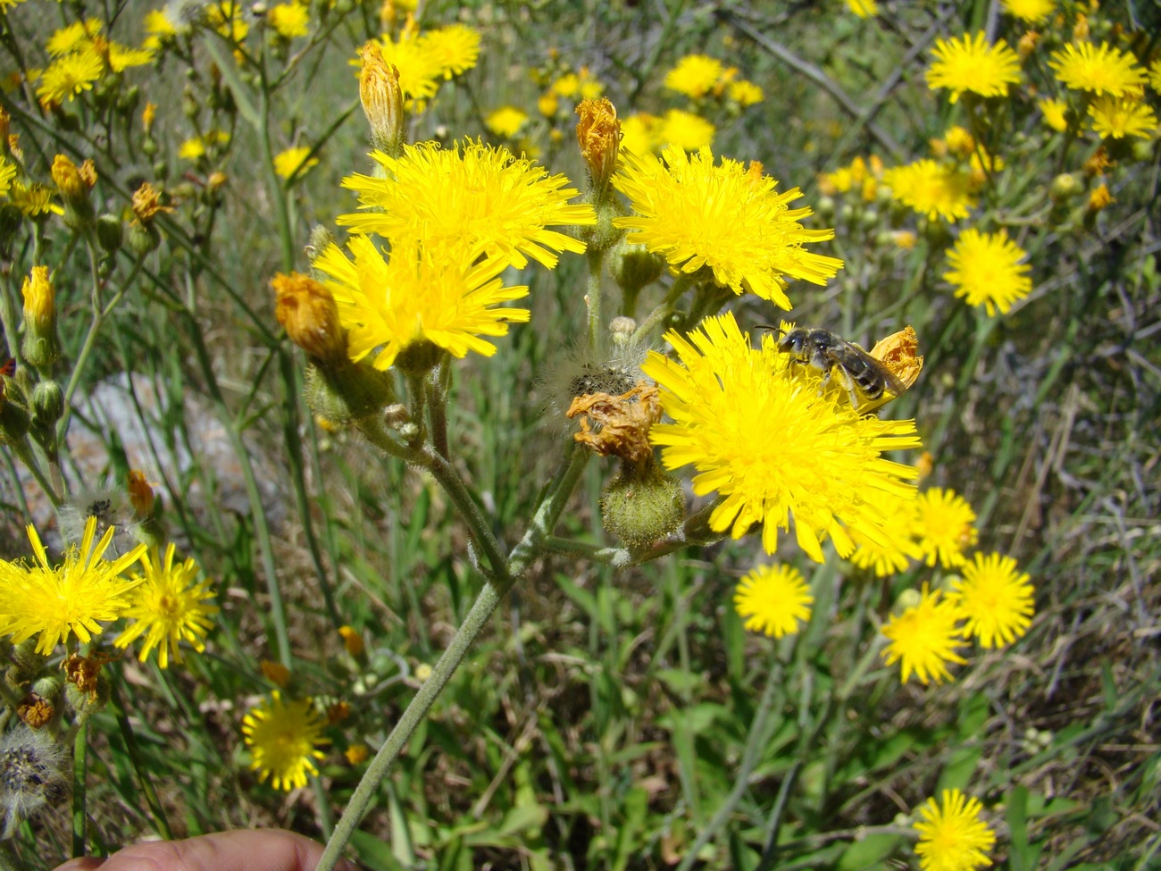 Image of Pilosella massagetovii specimen.