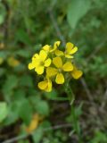 Erysimum cheiranthoides. Цвеки и верхушки завязавшихся плодов. Хабаровский край, р-н им. Лазо, 3-й км Оборской ветки, заросшая ж.-д. насыпь. 30.06.2017.