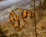 Serratula coronata. Часть сухого прошлогоднего побега. Средний Урал, Пермский край, Кунгурский р-н, правый берег р. Сылва, южный склон камня Межевой, сосновый бор. 8 апреля 2018 г.