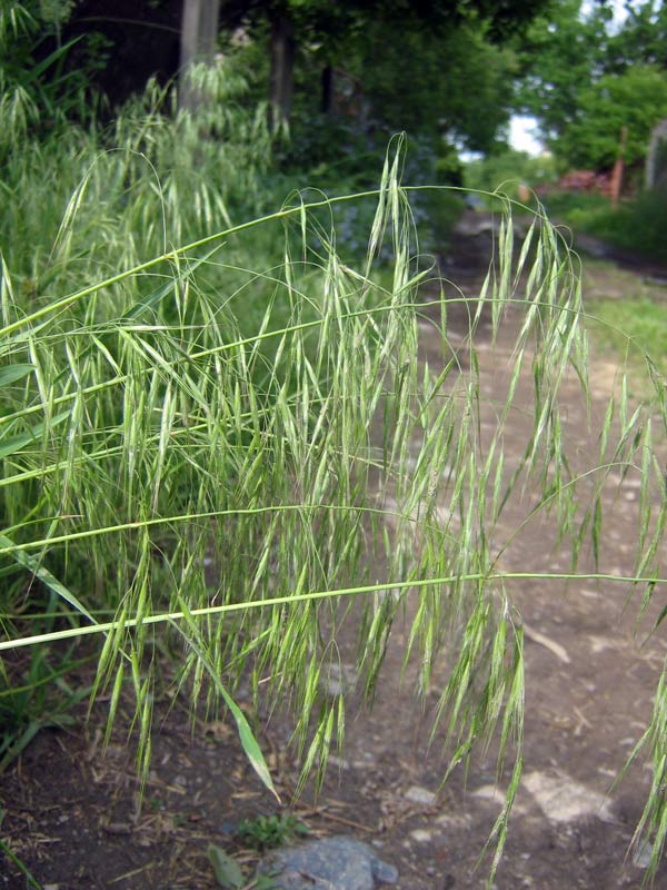 Image of Anisantha tectorum specimen.
