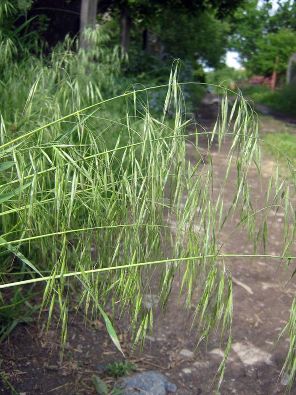 Изображение особи Anisantha tectorum.