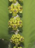 Euphorbia cooperi