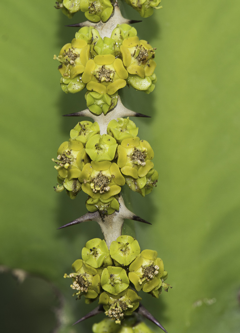 Изображение особи Euphorbia cooperi.