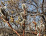 Salix schwerinii