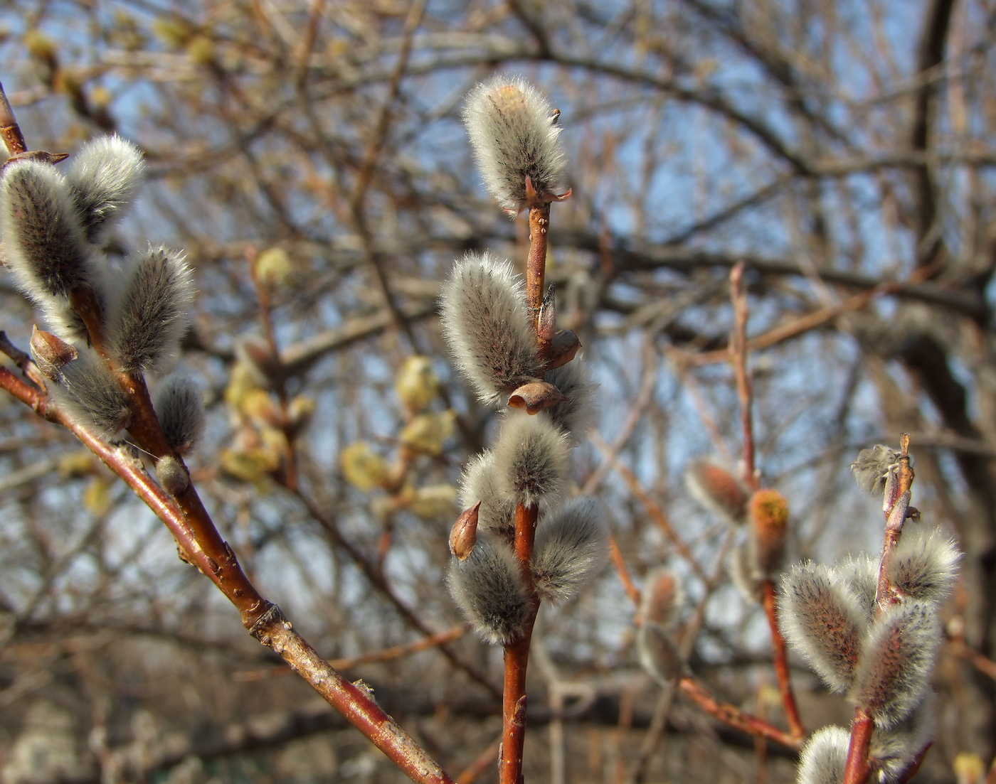 Image of Salix schwerinii specimen.