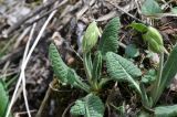 Primula macrocalyx