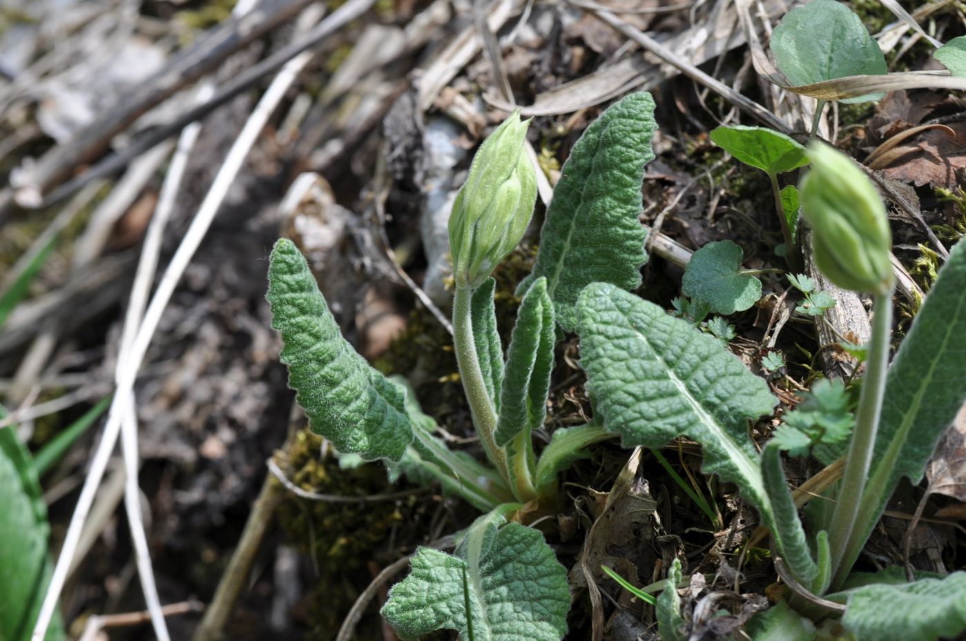 Image of Primula macrocalyx specimen.