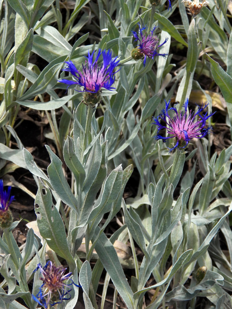 Image of Centaurea depressa specimen.