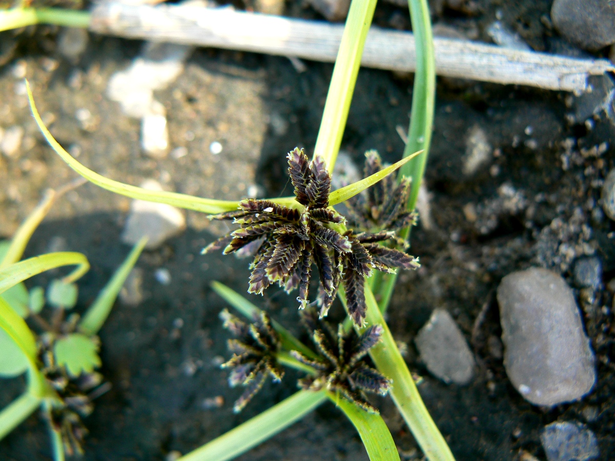 Image of Cyperus fuscus specimen.