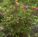 Dicentra spectabilis. Цветущее растение. Новосибирск, в культуре. 27.05.2010.