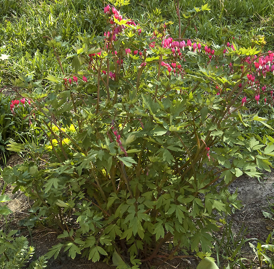 Image of Dicentra spectabilis specimen.