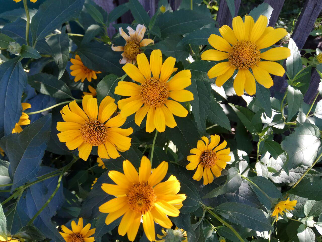 Image of Heliopsis helianthoides ssp. scabra specimen.