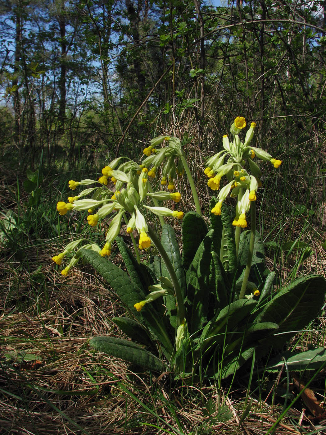 Image of Primula veris specimen.