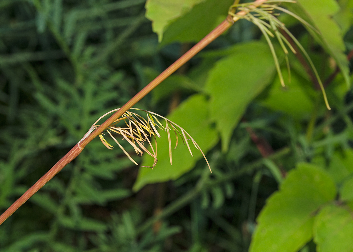 Изображение особи род Chaerophyllum.