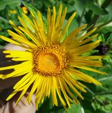 Inula helenium