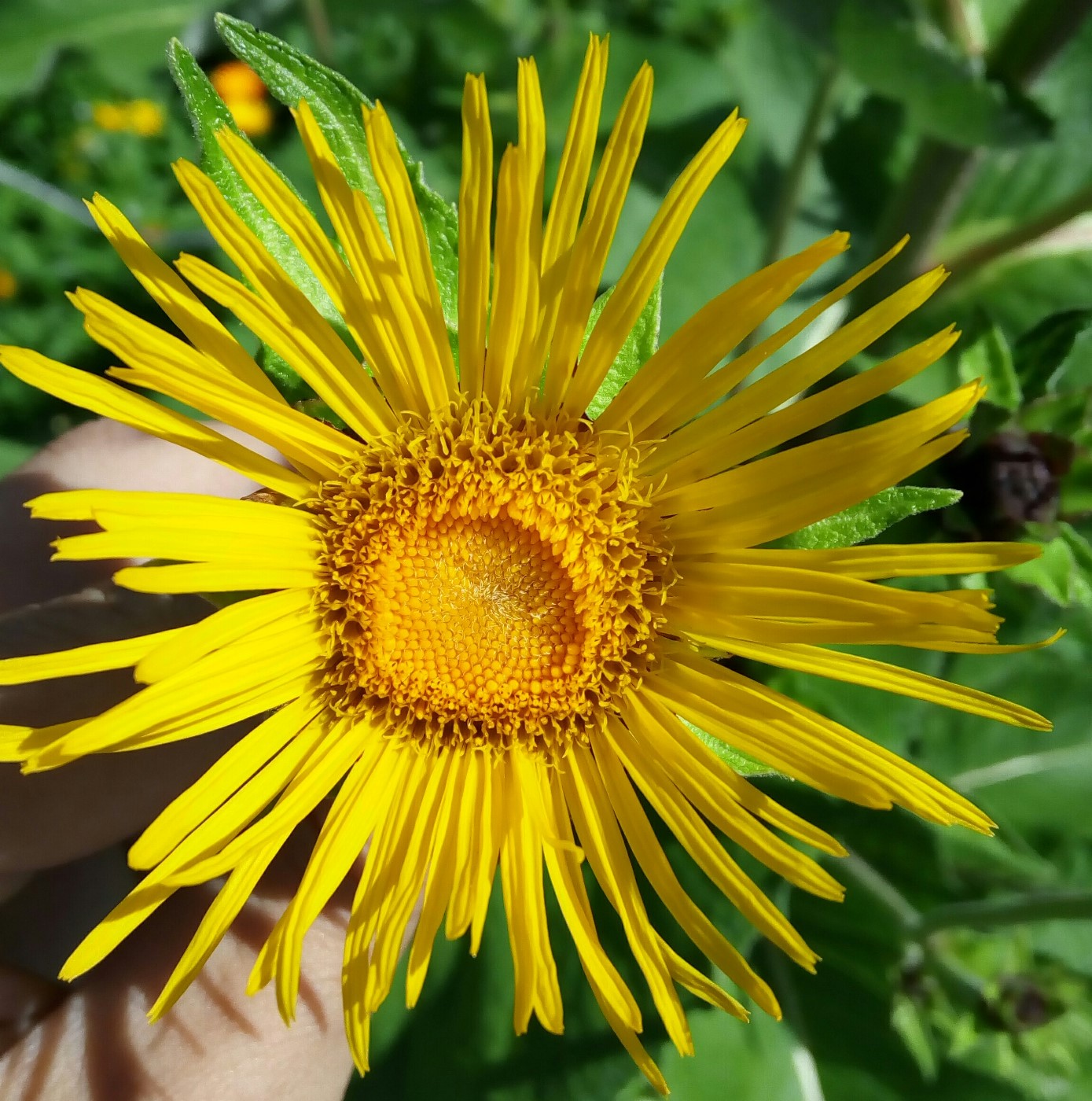 Изображение особи Inula helenium.