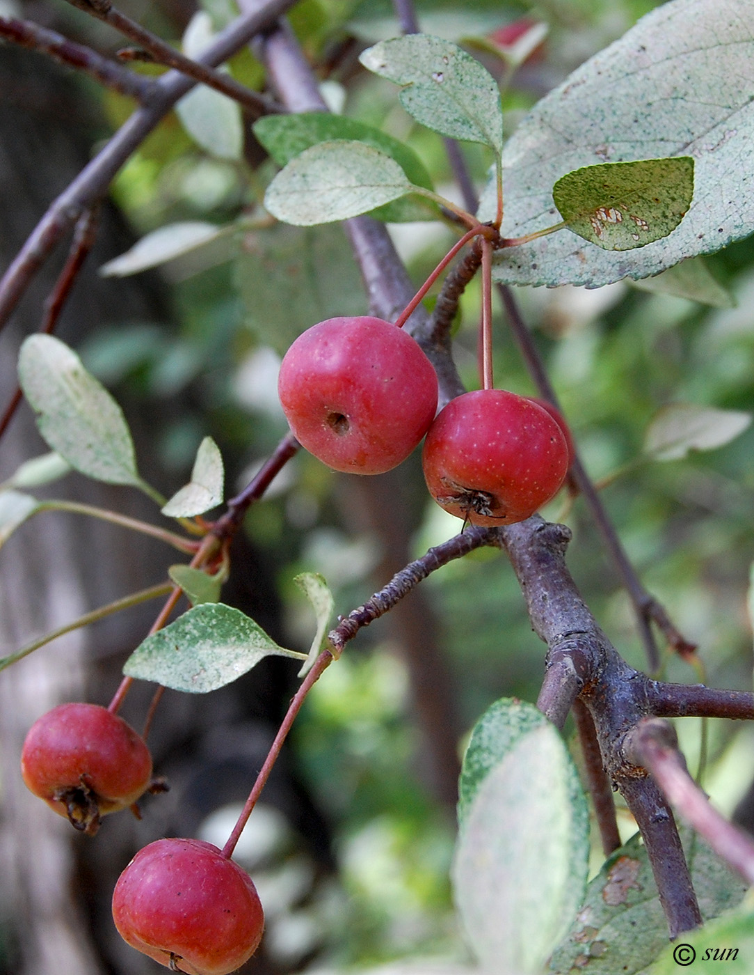 Изображение особи Malus niedzwetzkyana.