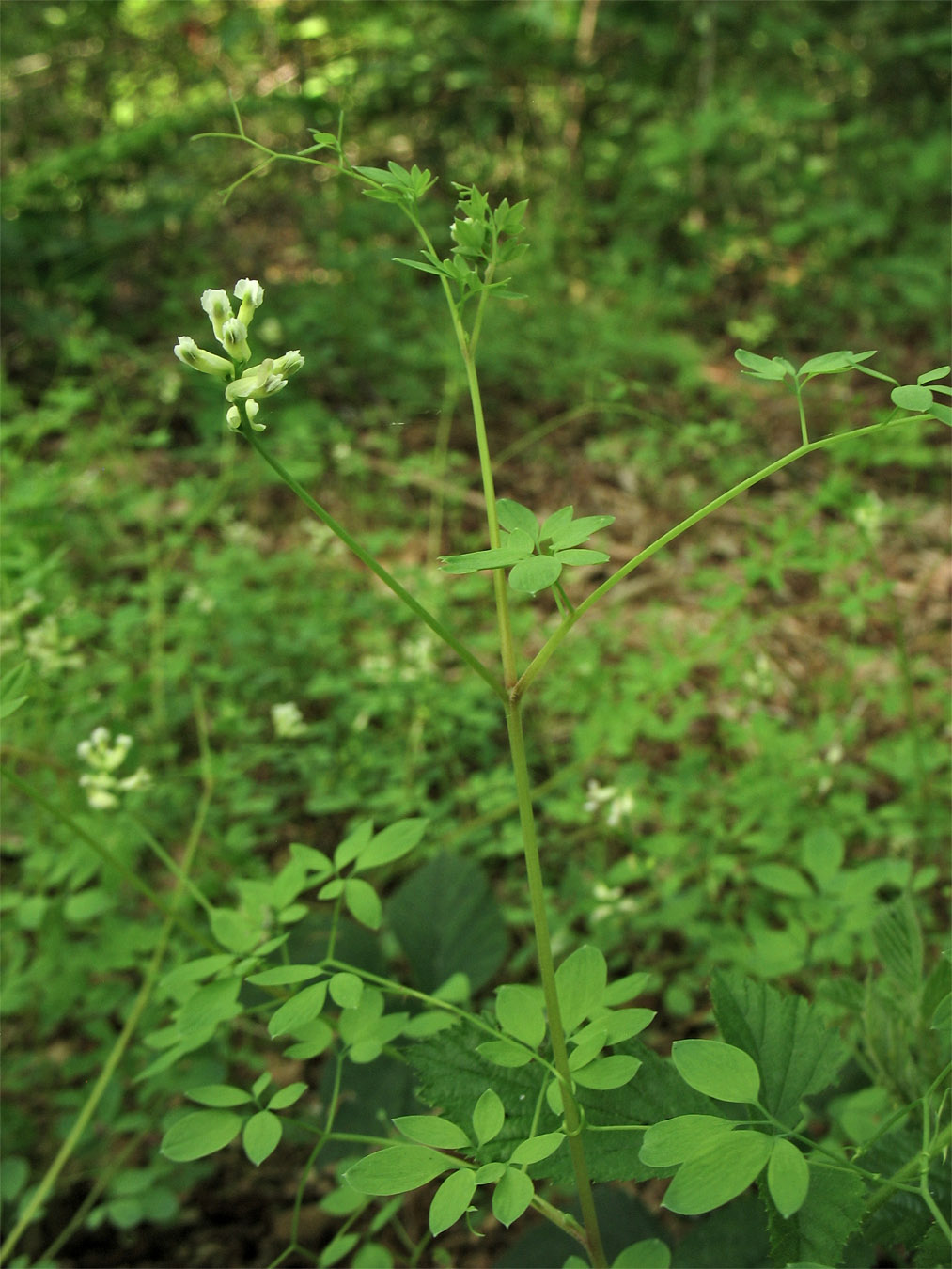 Изображение особи Ceratocapnos claviculata.