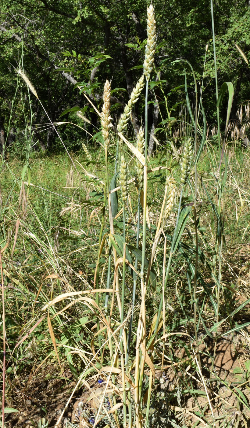 Изображение особи Triticum aestivum.