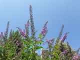 Buddleja davidii. Верхушки веток с соцветиями. Израиль, г. Бат-Ям, в культуре. 21.08.2018.