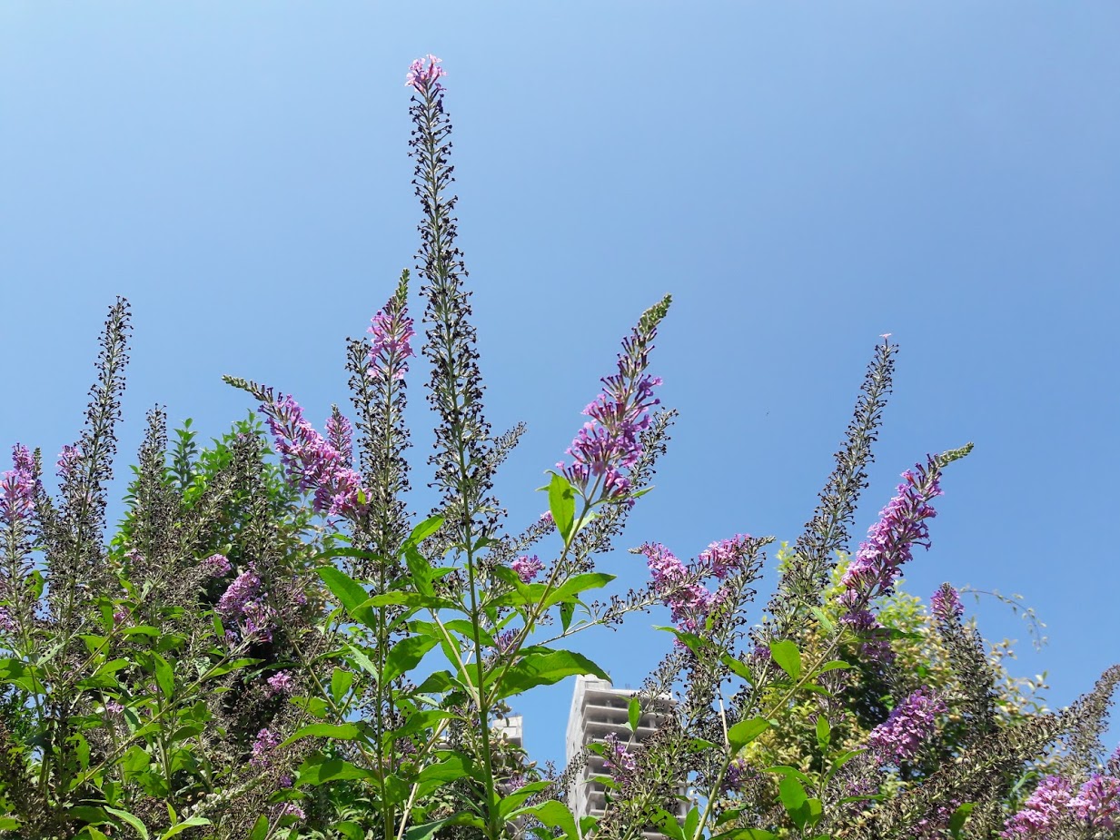 Image of Buddleja davidii specimen.