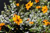 Cosmos sulphureus