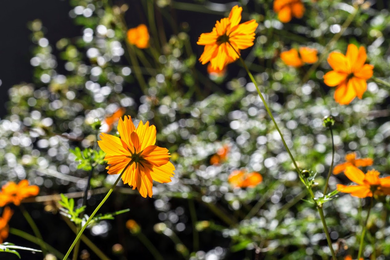 Изображение особи Cosmos sulphureus.