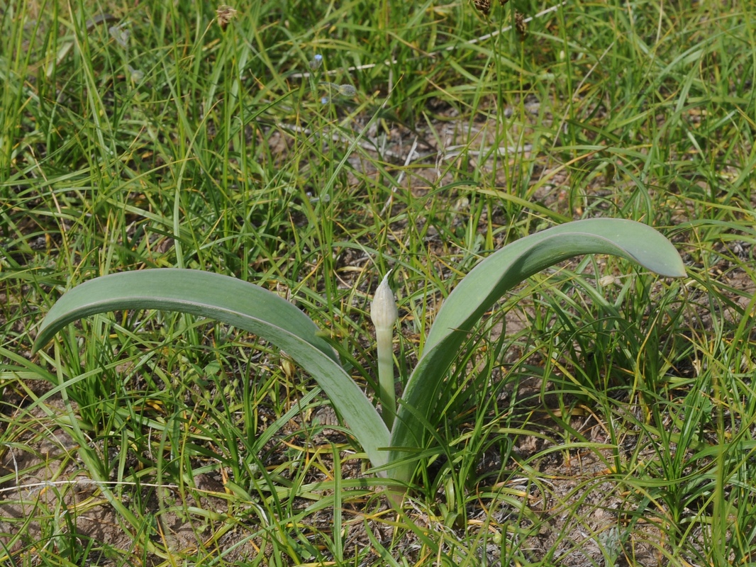 Image of Allium protensum specimen.