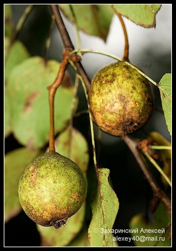 Image of Pyrus pyraster specimen.