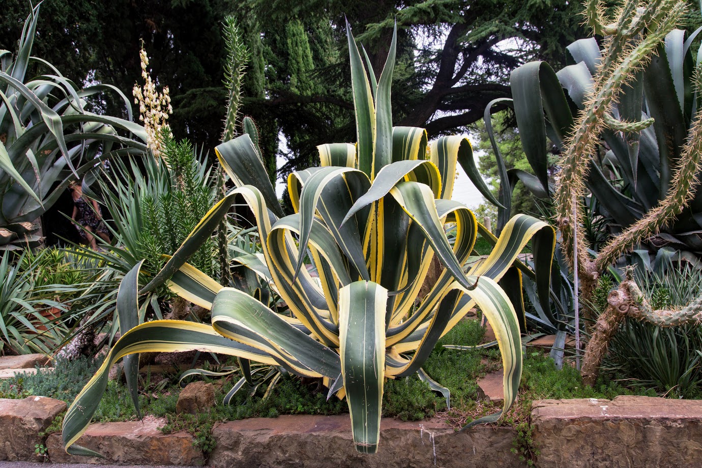 Image of Agave americana var. marginata specimen.