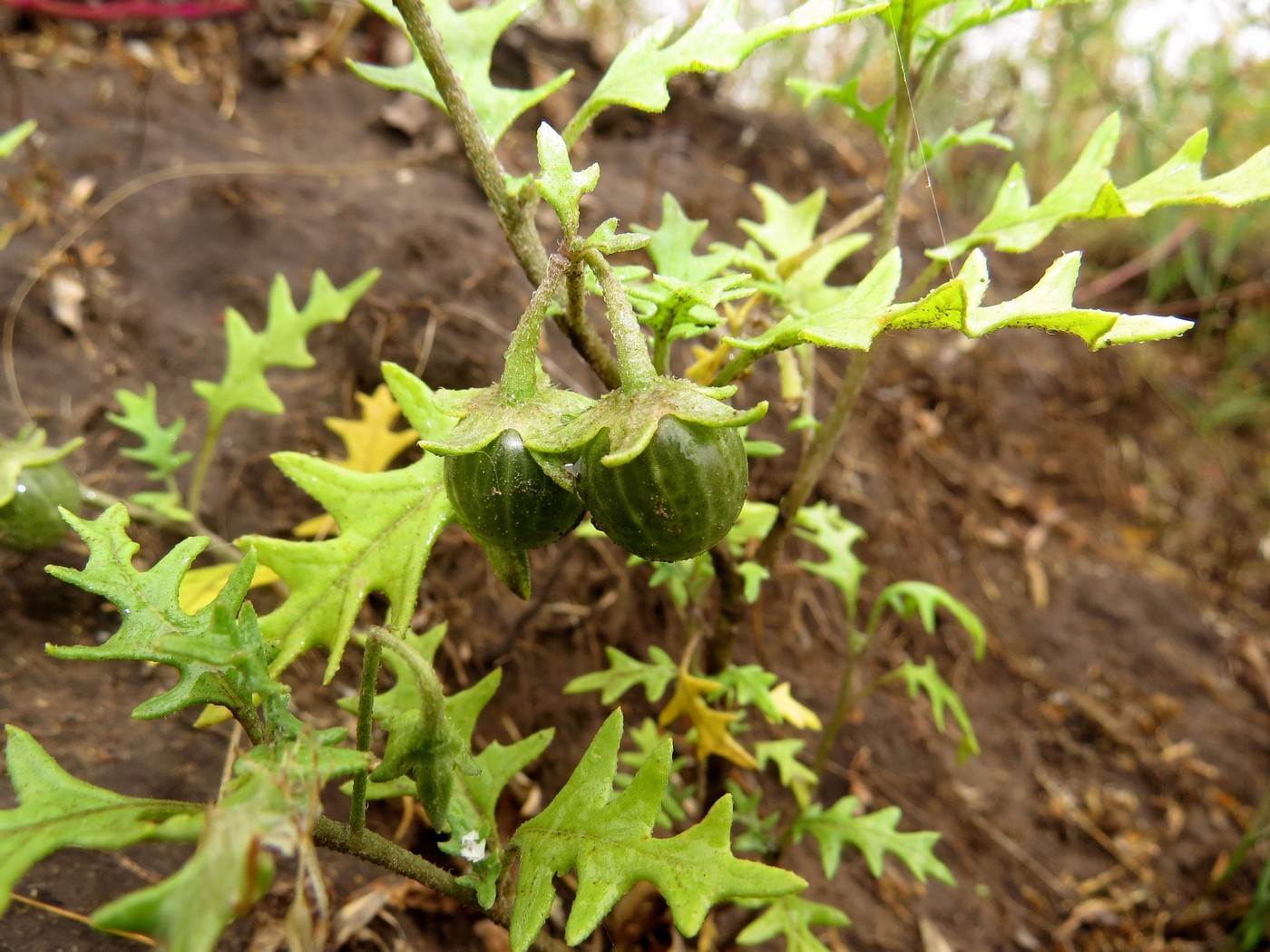 Изображение особи Solanum triflorum.