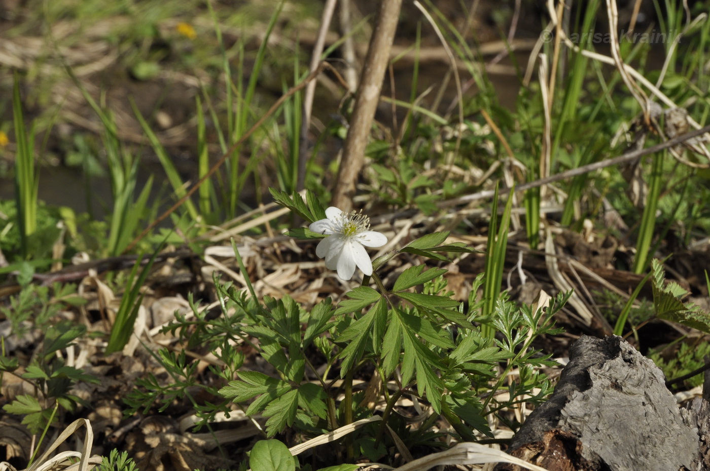 Image of Anemone amurensis specimen.