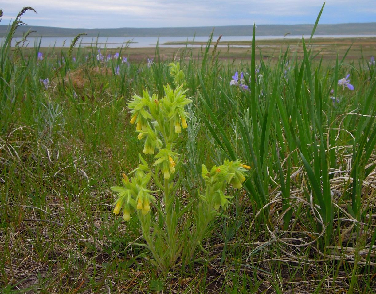 Image of Onosma gmelinii specimen.