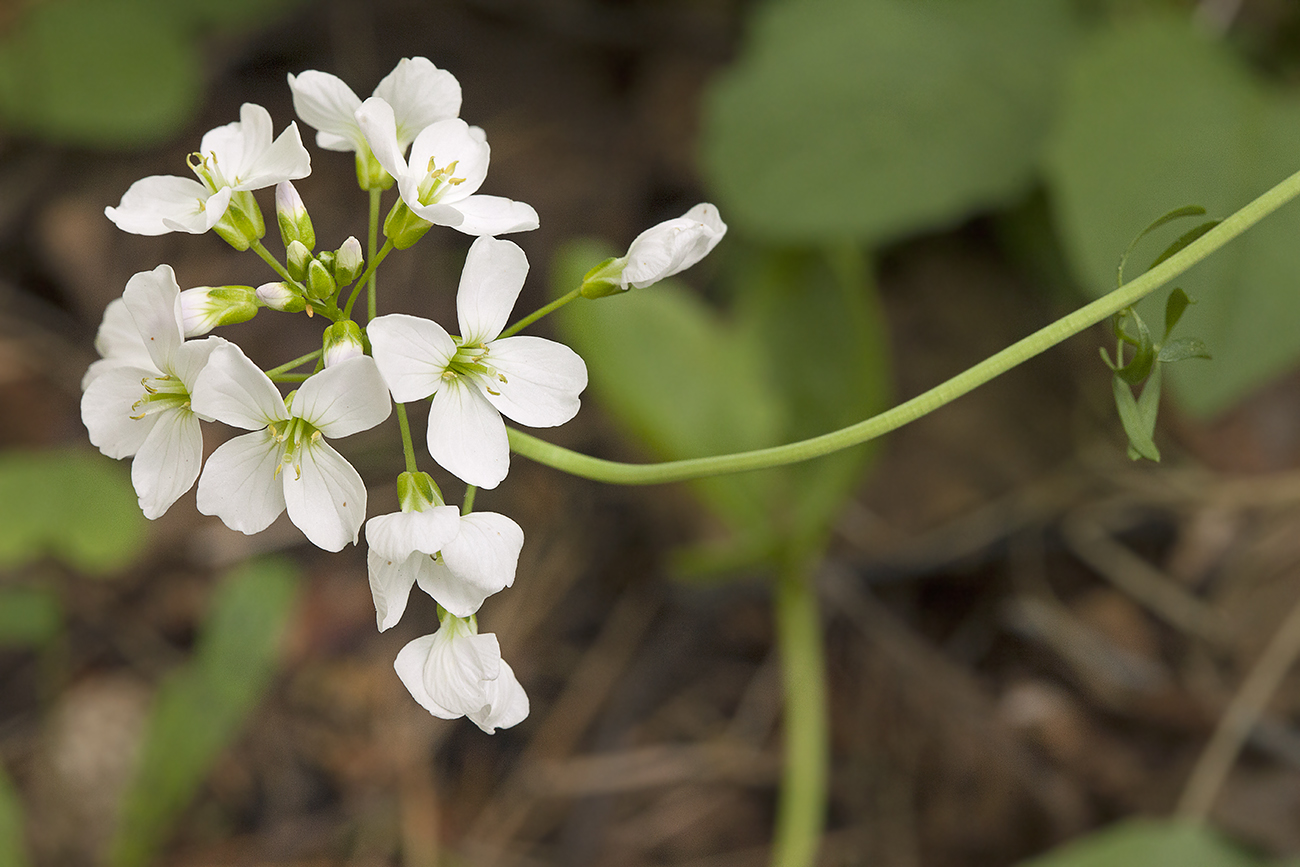 Изображение особи Cardamine pratensis.