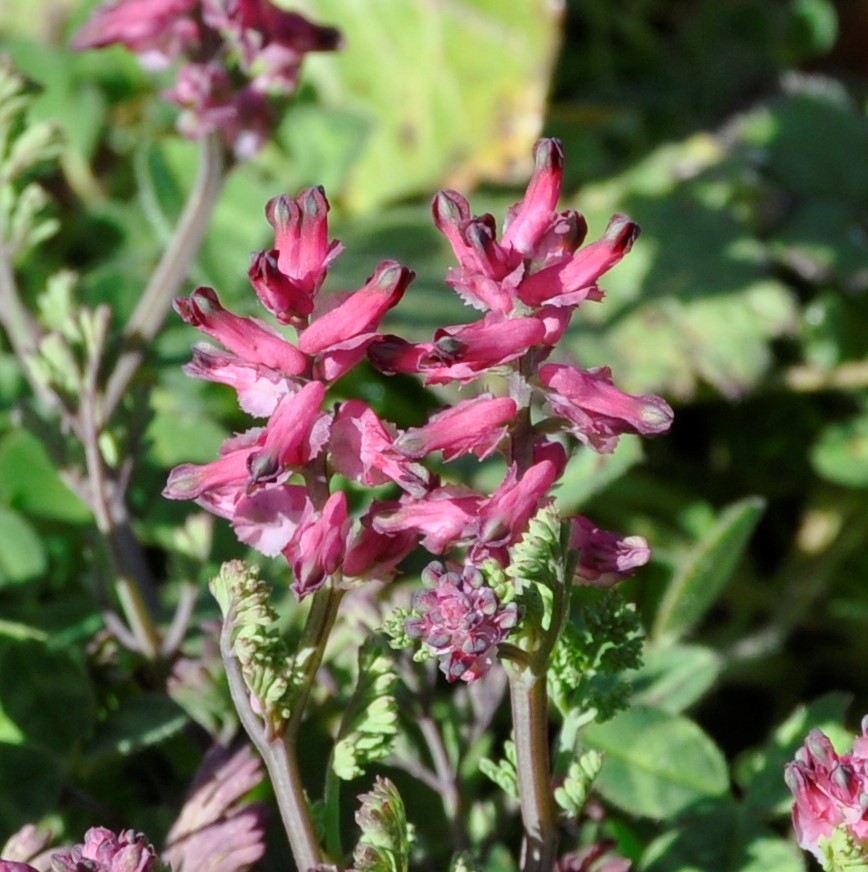 Изображение особи Fumaria bracteosa.