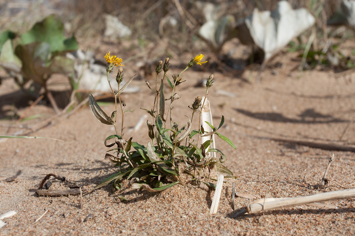 Image of Hieracium umbellatum var. dunale specimen.