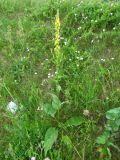 Verbascum nigrum