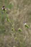 Cousinia umbrosa
