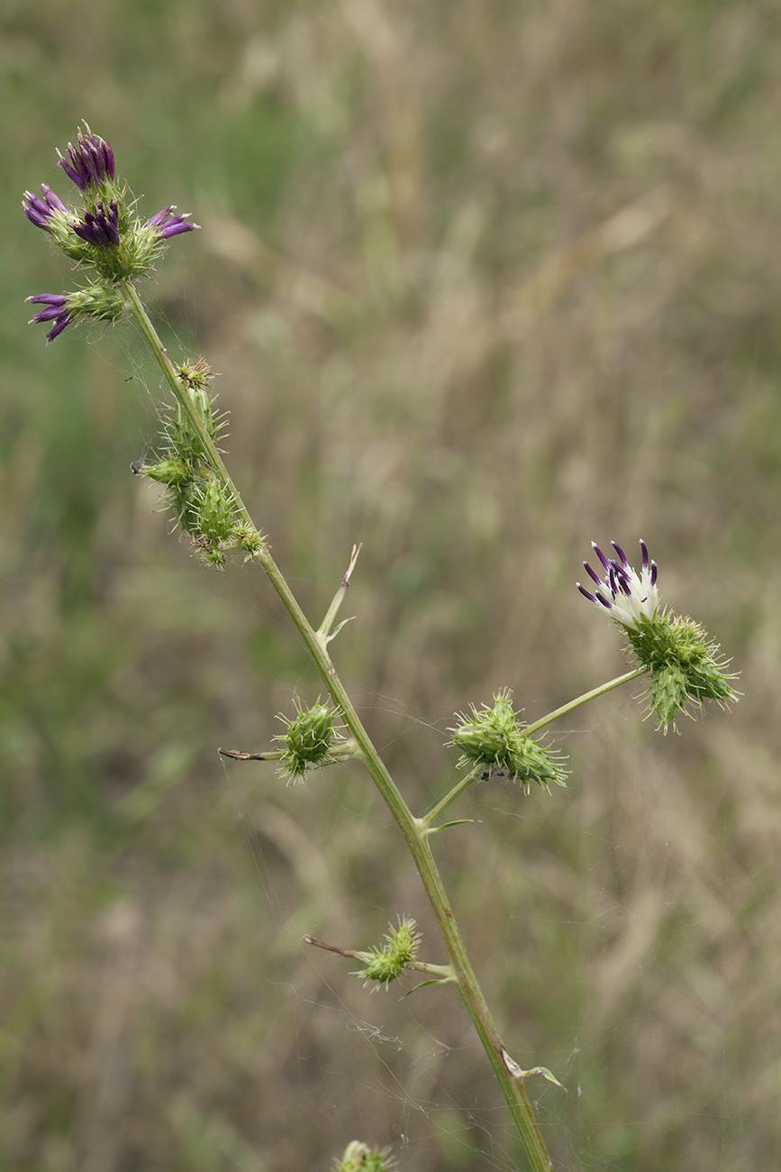 Image of Cousinia umbrosa specimen.