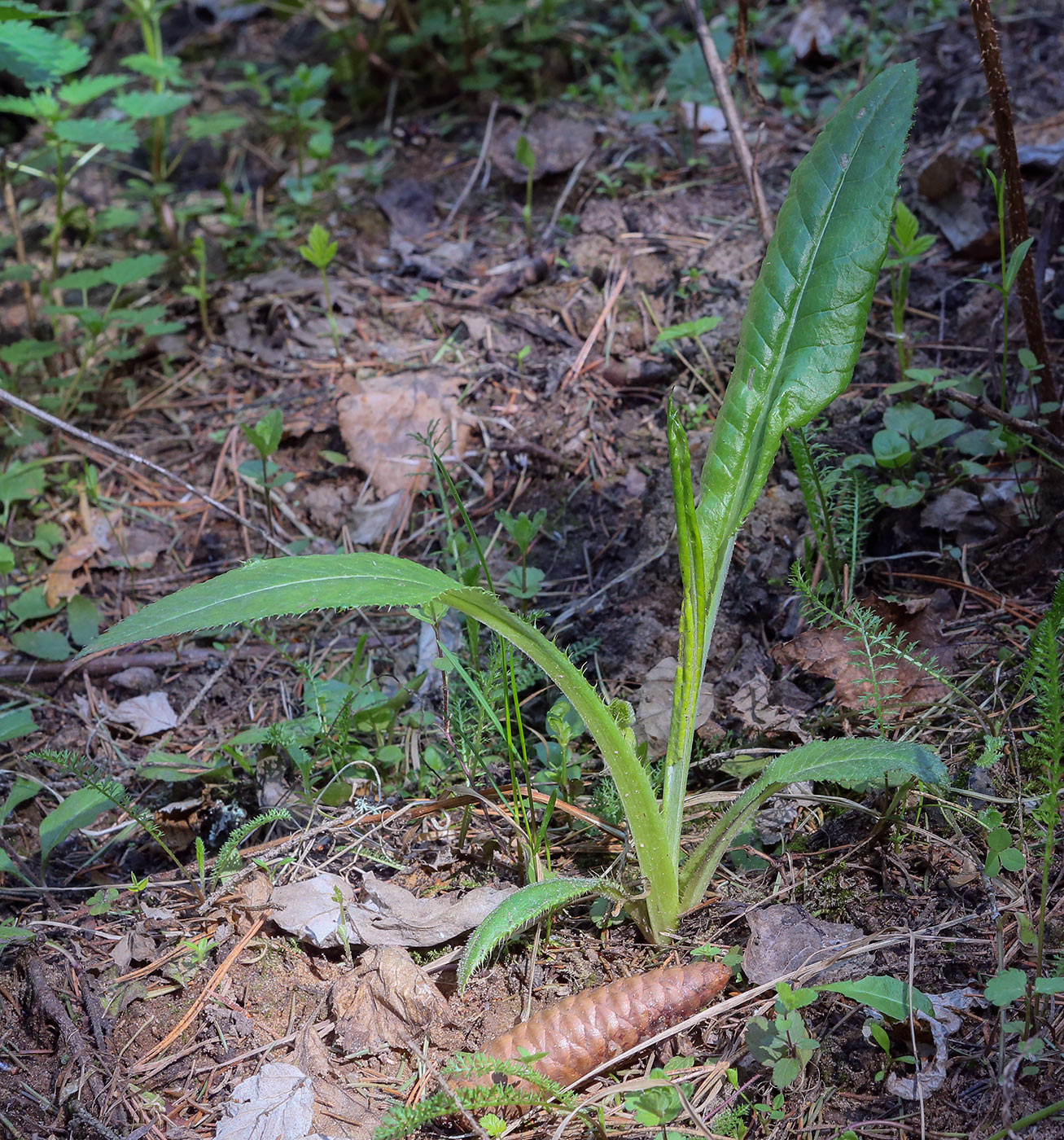 Image of Cirsium heterophyllum specimen.