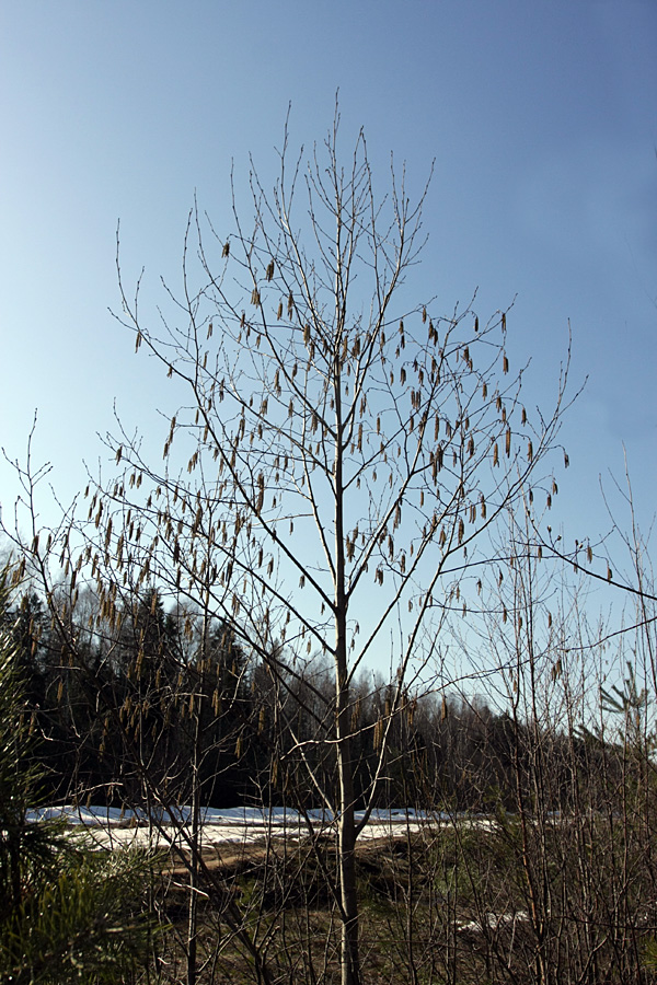 Изображение особи Alnus incana.