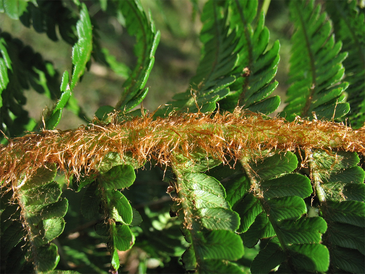 Изображение особи Dryopteris affinis.