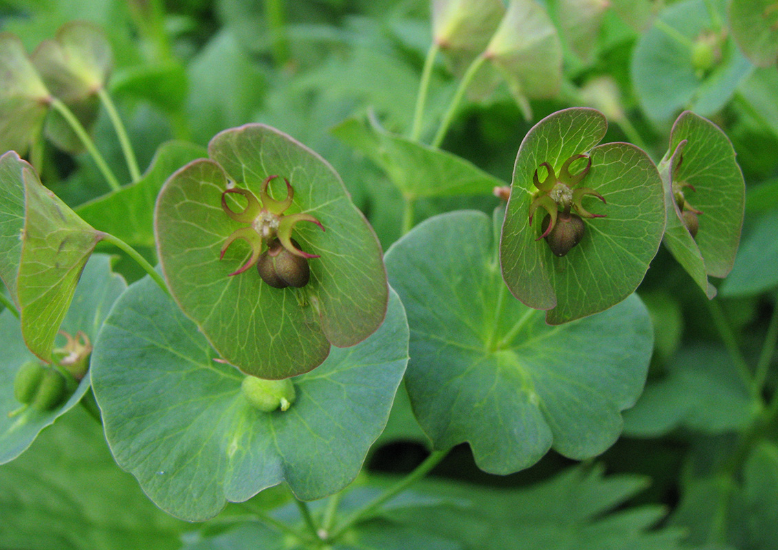 Изображение особи род Euphorbia.