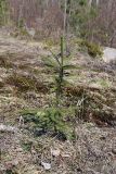 Picea abies