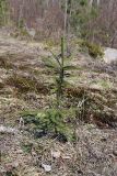 Picea abies. Молодое деревце. Карельский перешеек, окр. Сертолово, на просеке газопровода. 24.04.2019.