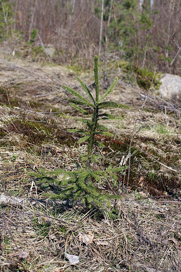 Изображение особи Picea abies.